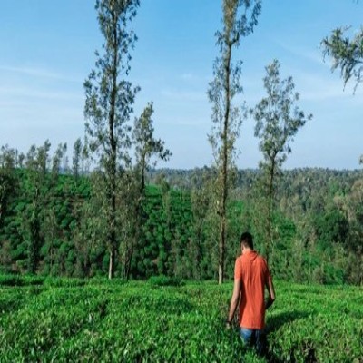 Coffee Plantation Walks